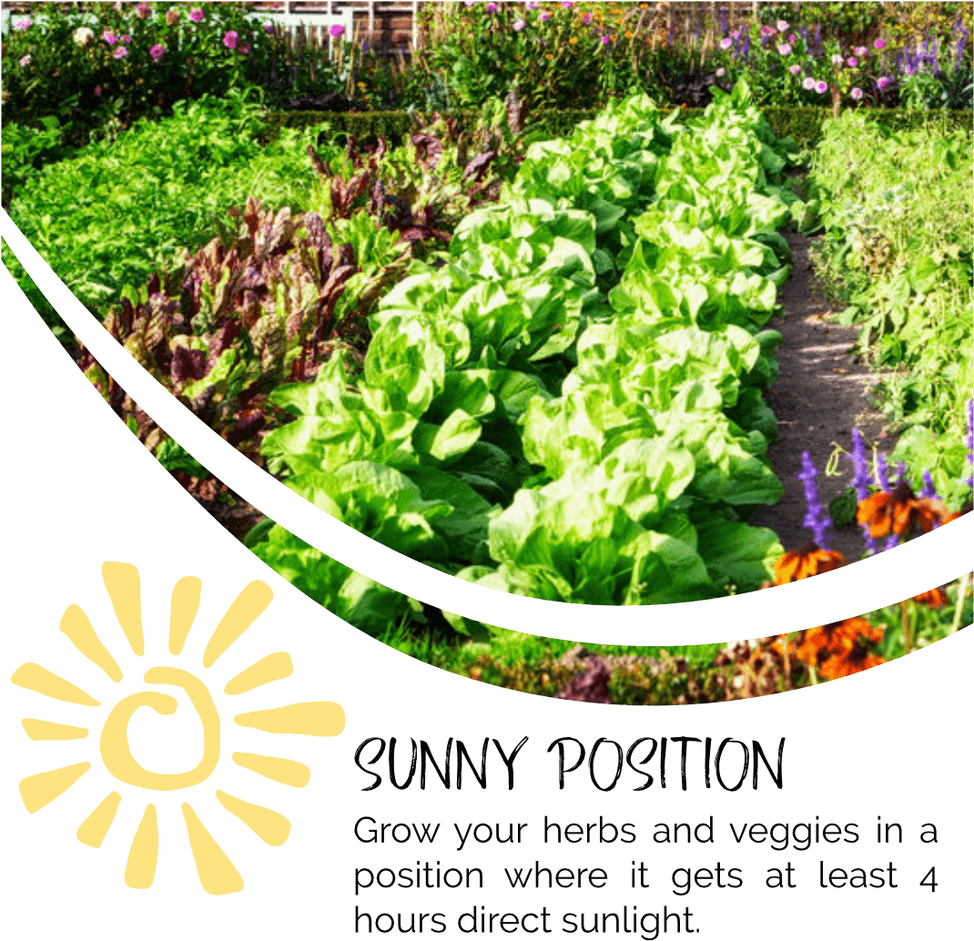 Herbs In Sun - Garden Fruits And Veggies (1081x1080), Png Download