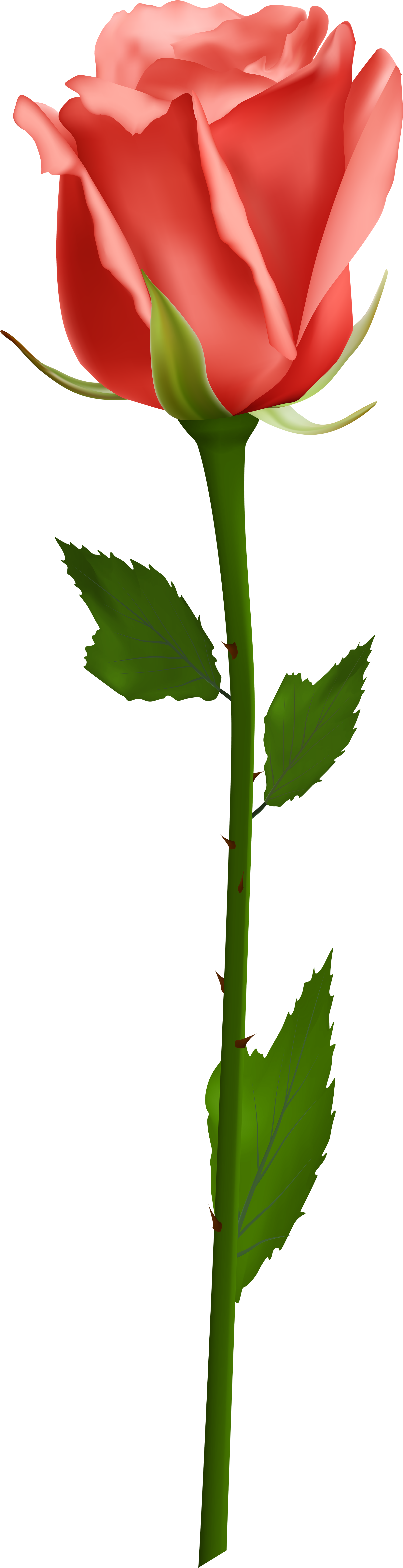 Orange Rose Png Download - Single White Rose Png (2271x8000), Png Download