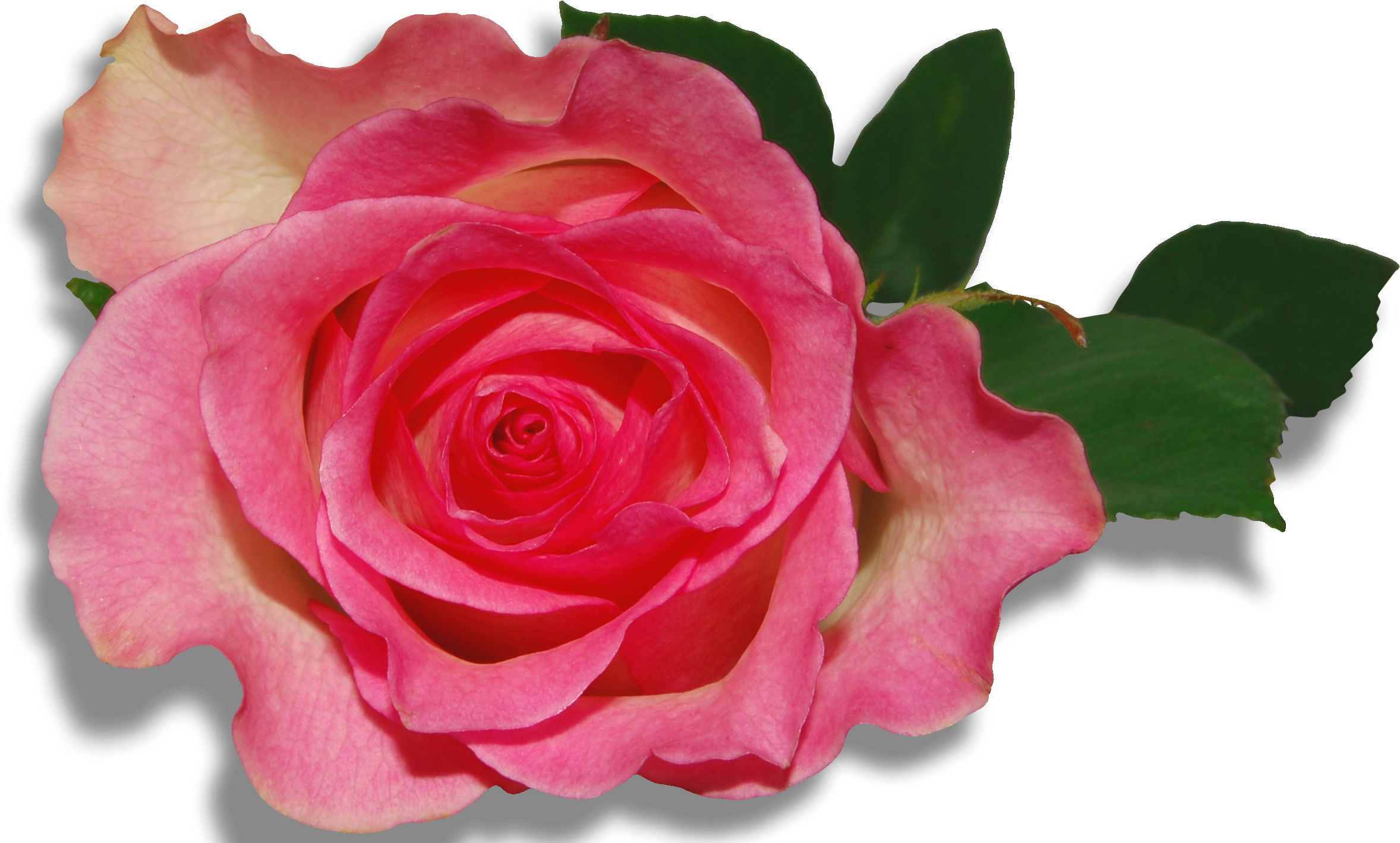 Emperor Roses Flowers Purple Nature Clipart Hd Wallpapers (2355x1448), Png Download