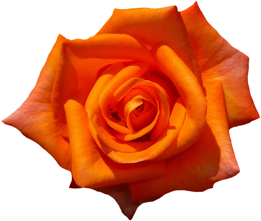 Rose-1385970 960 720 - Orange Rose Transparent Background (849x720), Png Download