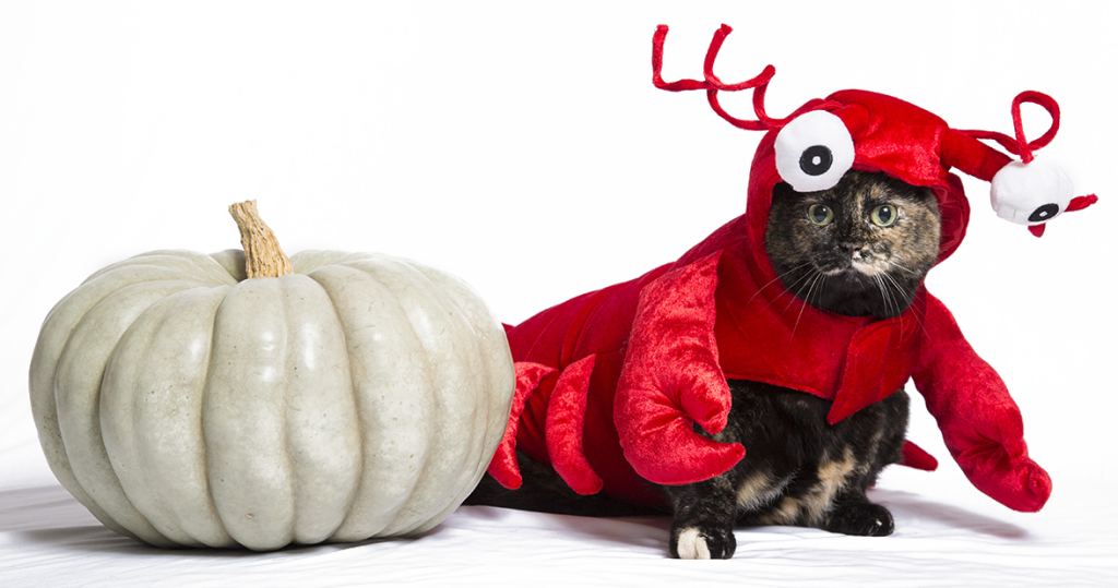 Here's How You Can Run This Fun Campaign - Pumpkin (1024x539), Png Download