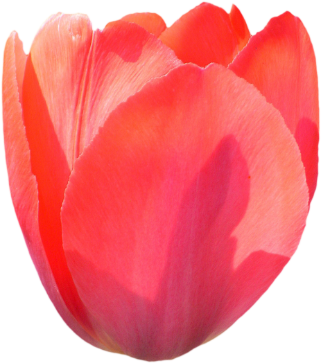 Tulip Png Image Transparent - Tulip Png (500x547), Png Download