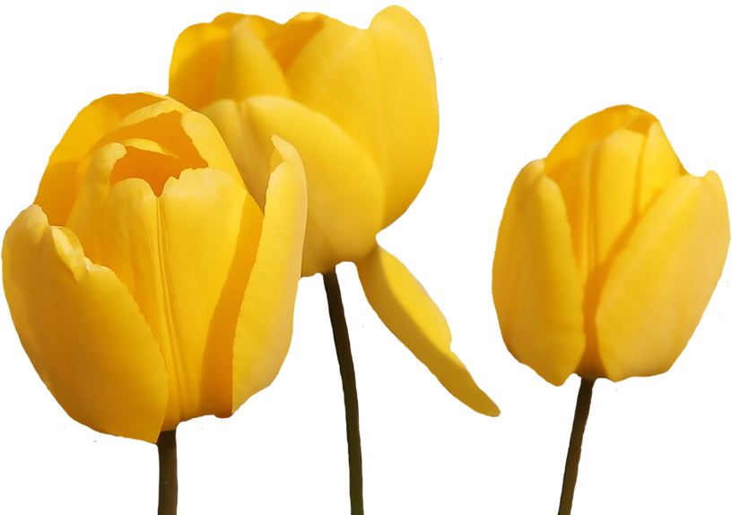 Yellow Tulip Png Pic - Yellow Tulip Flower Png (1024x683), Png Download