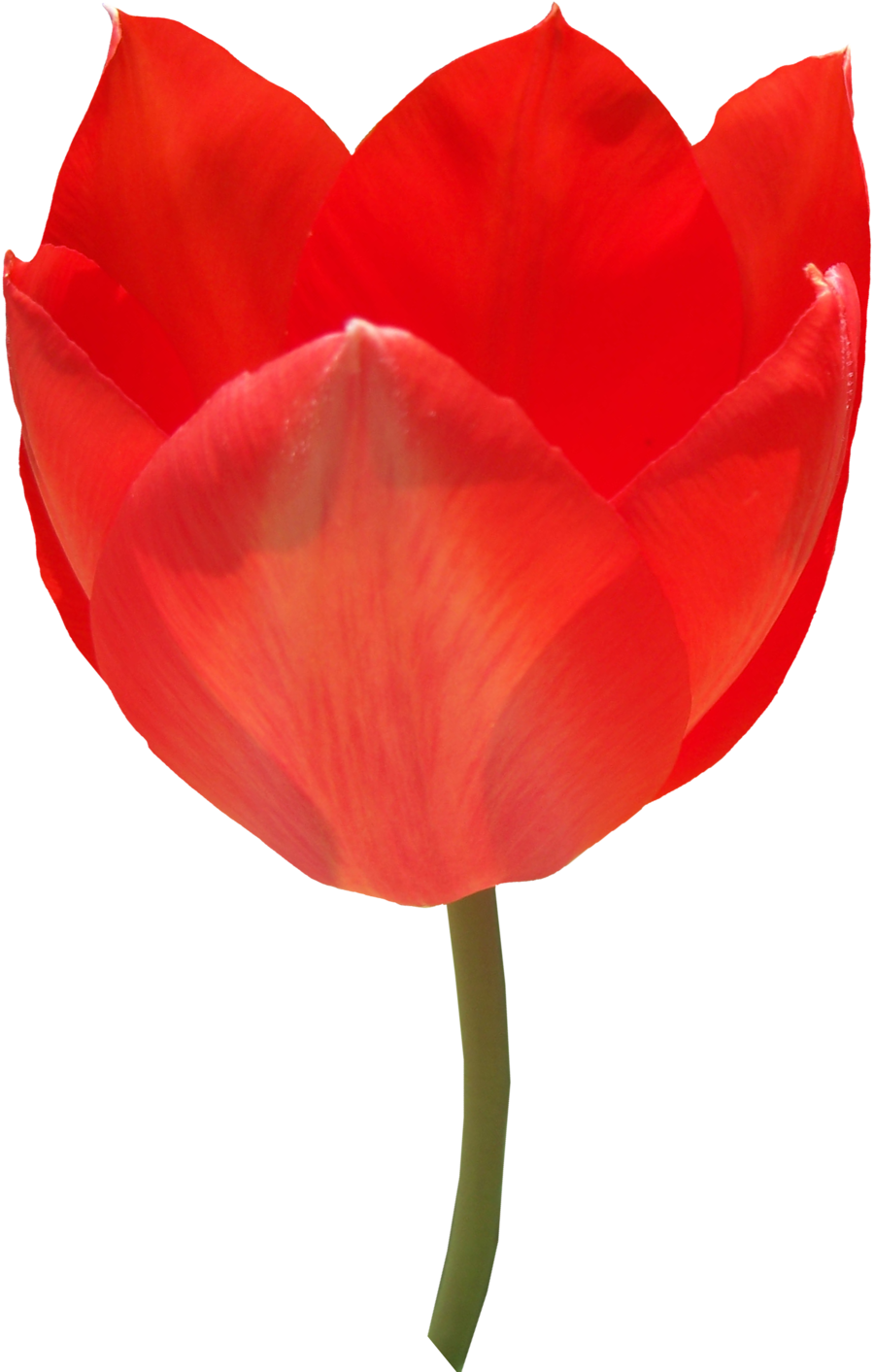 Red Tulip Png Image - Sprenger's Tulip (900x1413), Png Download