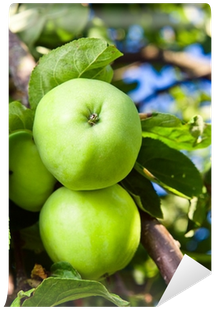 Granny Smith (400x400), Png Download