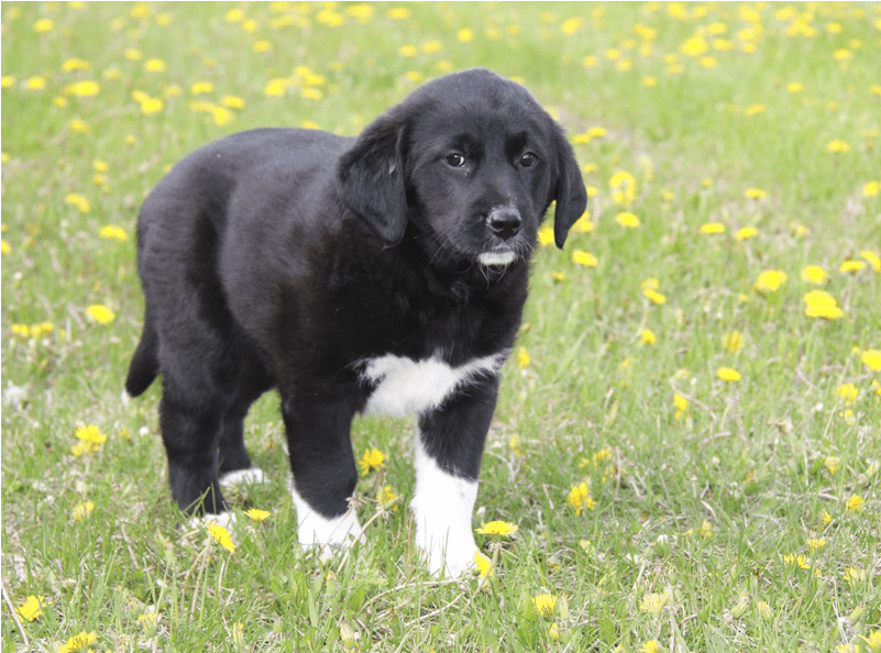 Meet Gamora Female Our Guardians Of The Galaxy Pups - Companion Dog (800x750), Png Download