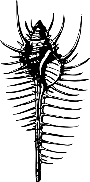 Free Vector Venus Comb Clip Art - Venus Comb Shell Illustration (294x591), Png Download
