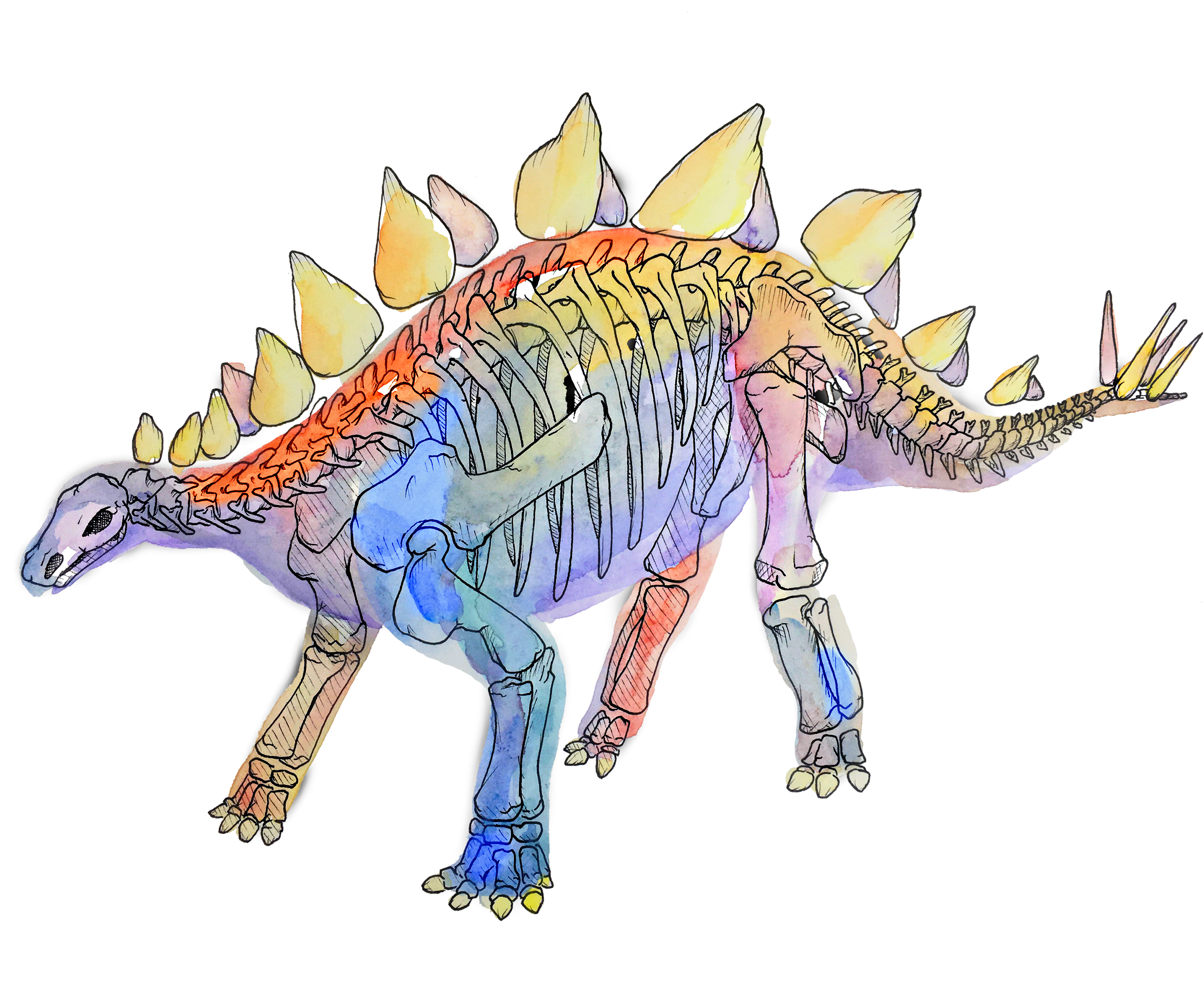 X-ray Dinosaurs And Other Prehistoric Creatures - Lesothosaurus (2475x1992), Png Download