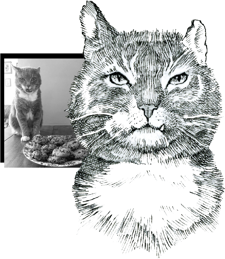 Alfie-collage - Cat (775x880), Png Download