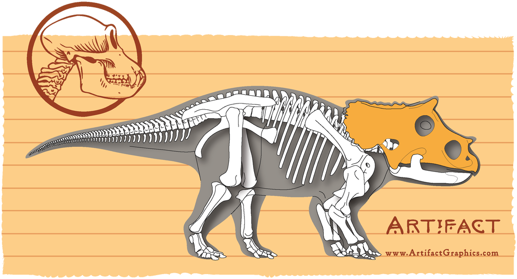Baby Triceratops Bone Map, Highlighting Cranium, By - Styracosaurus (1100x590), Png Download