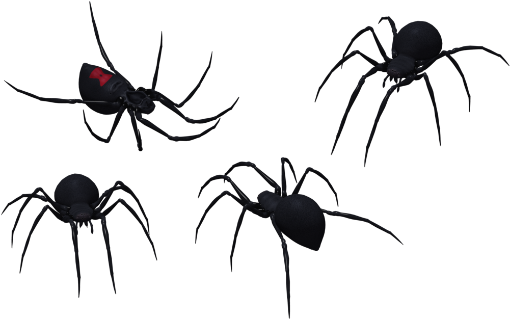 Black Widow Spider Png Graphic Royalty Free Stock - Black Widow Spider Vector (1024x645), Png Download