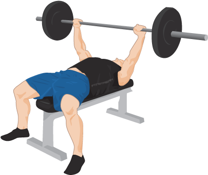 Exercise Png Clipart - Bench Press Transparent (429x365), Png Download