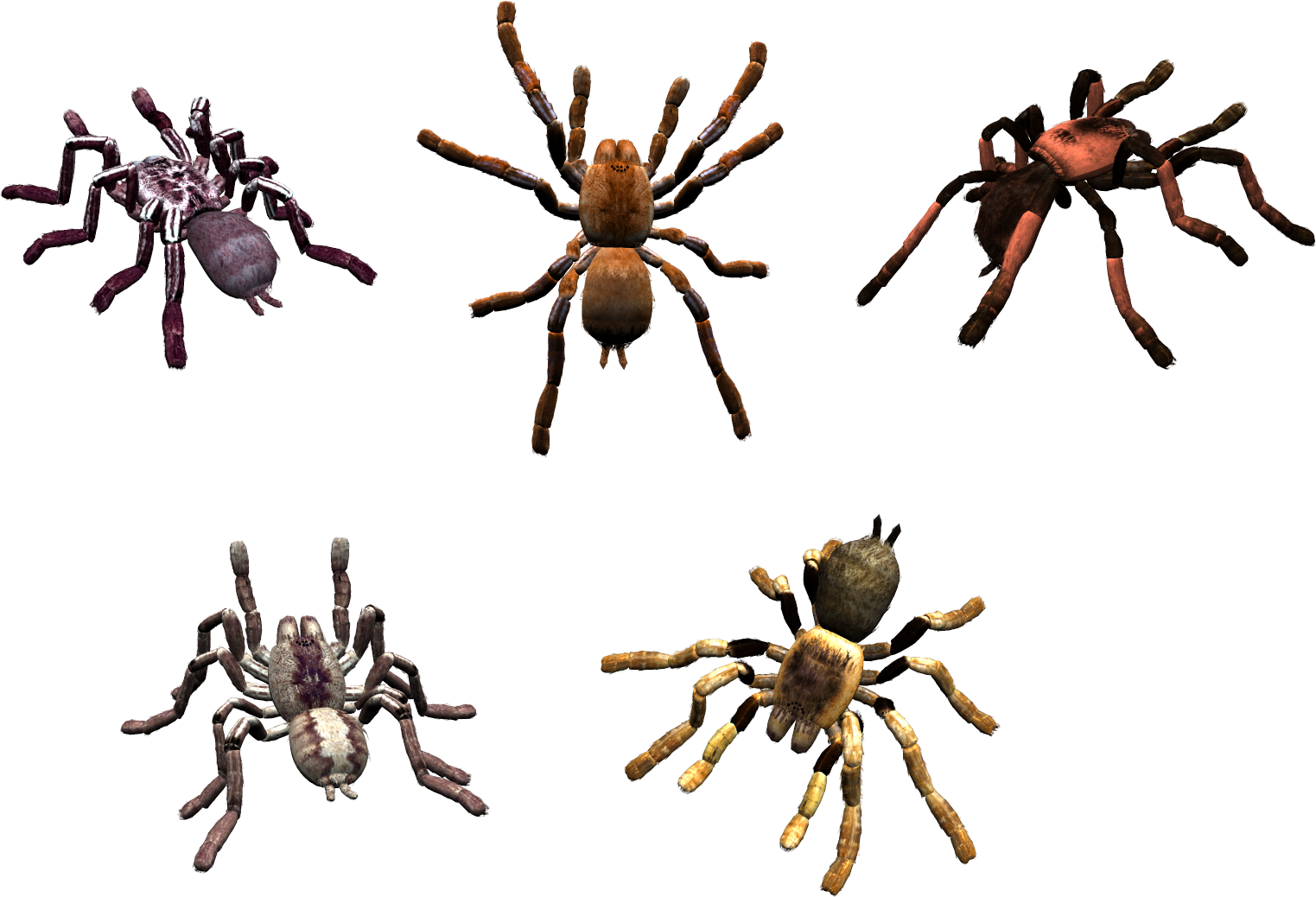 Spider (1523x1038), Png Download