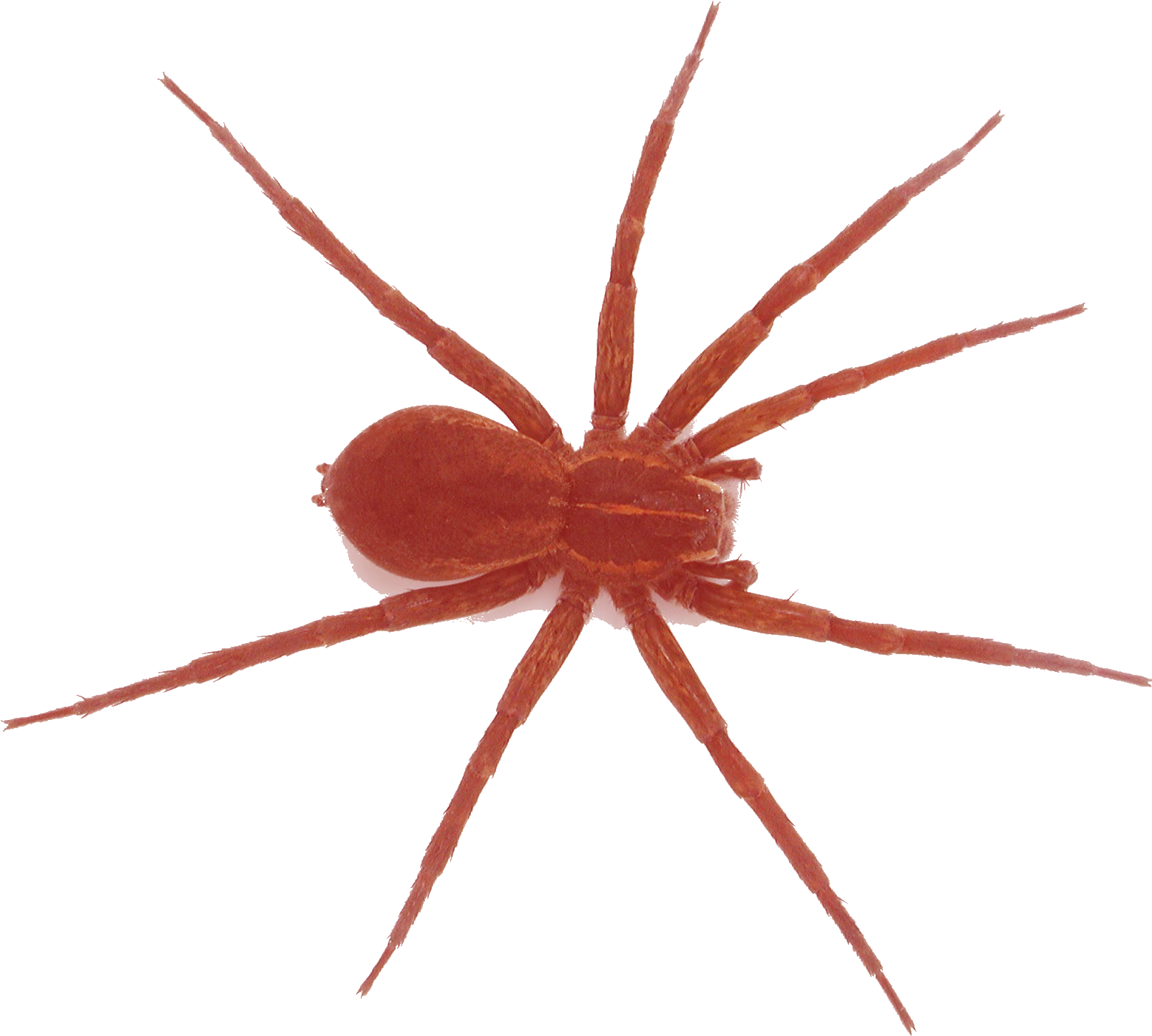Spiders - Spider (2048x1536), Png Download
