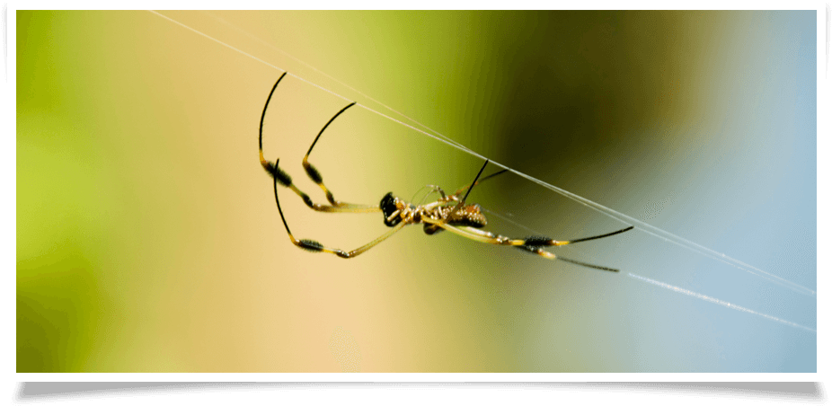 Spider Removal - Spider Web (1050x497), Png Download