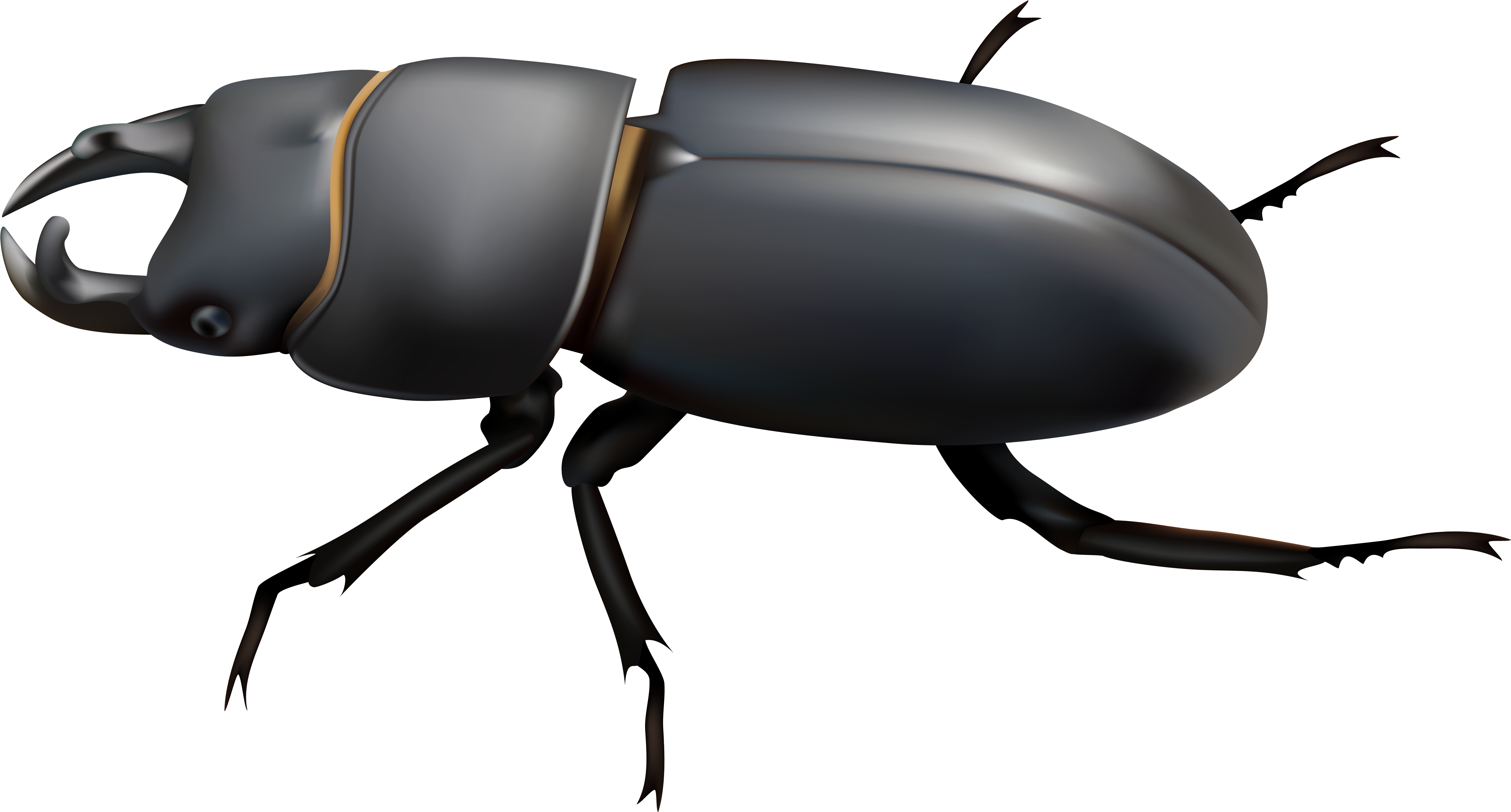 Beetle Png Clip Art (8000x4339), Png Download