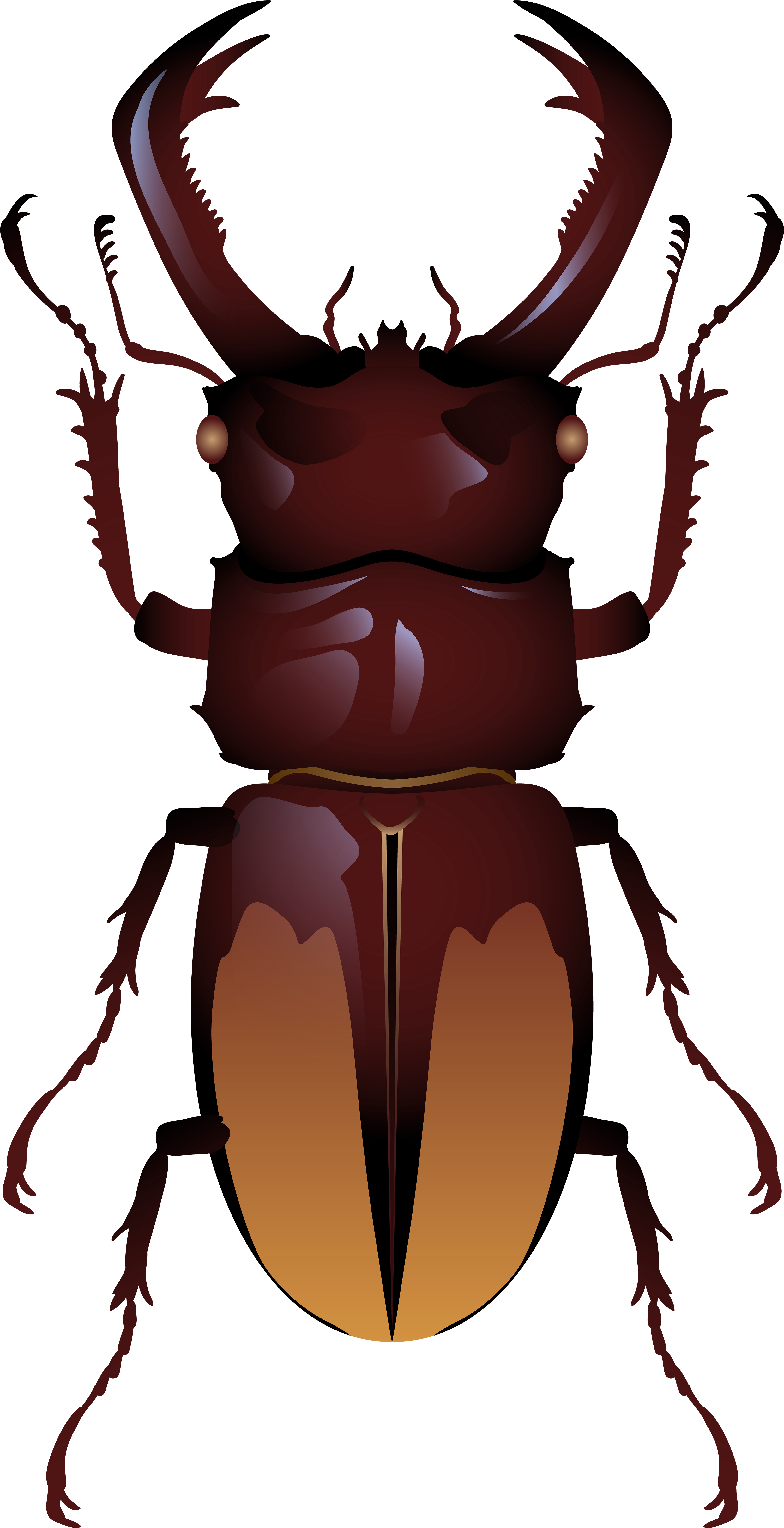 Beetle Png Clip Art - Top View Beetle (4105x8000), Png Download
