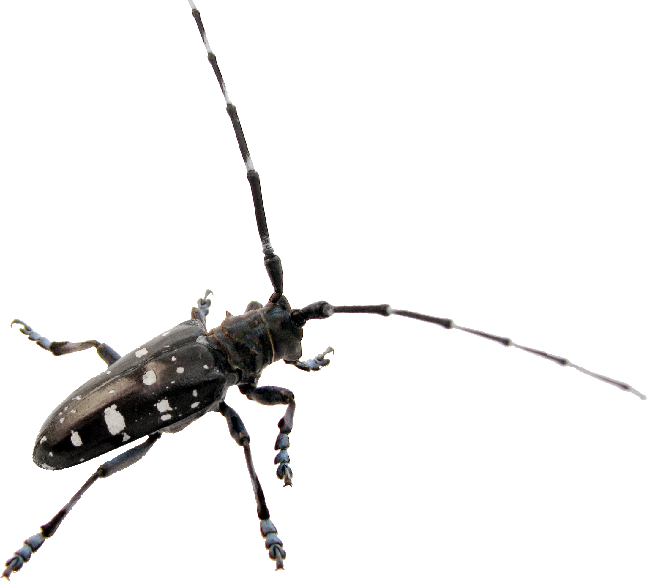 Png With Transparent Background, - Beetles Insects (2531x2023), Png Download