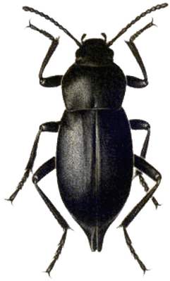 Beetle Black - Black Beetle Png (400x400), Png Download