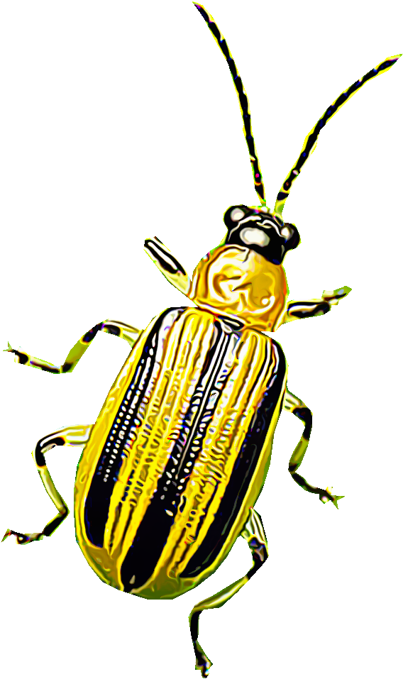 Cucumber Beetles Are Eye-catching Pests That Damage - Insecto Amarillo Con Bandas Negras (1000x1000), Png Download