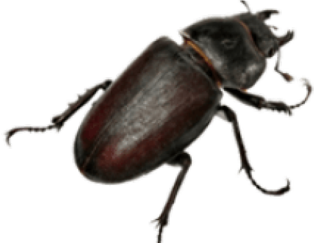 Nome De Insetos Em Inglês (640x480), Png Download