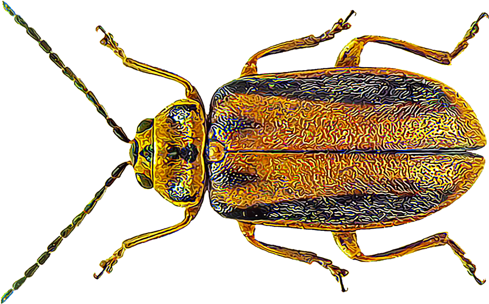 Elm Leaf Beetles - Elm Leaf Beetle (1000x1000), Png Download