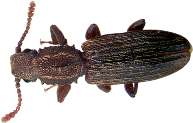 Learn About Sawtoothed Grain Beetles - Beetles In Florida (450x300), Png Download