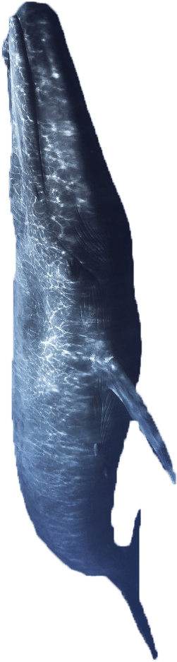 We Live In A World Dominated By The Internet - Atlantic Blue Marlin (281x968), Png Download