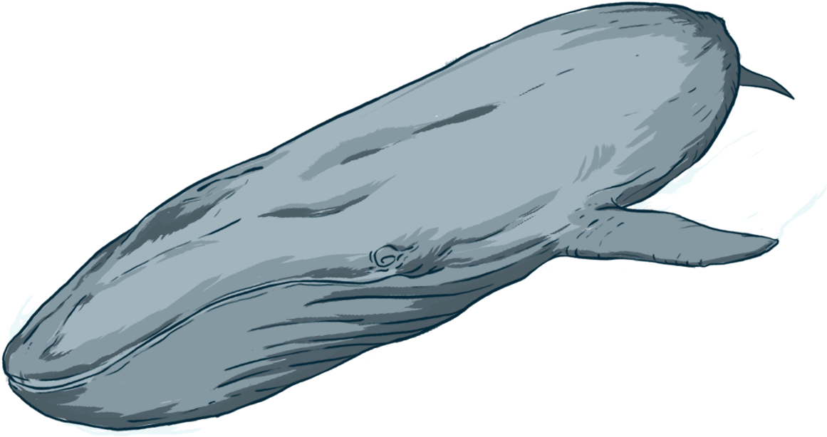 By Donating To Oceanswell, You Are Helping Us Do What - Grey Whale (1196x653), Png Download