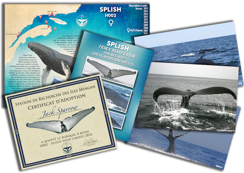 Adoption Package - Killer Whale (800x566), Png Download