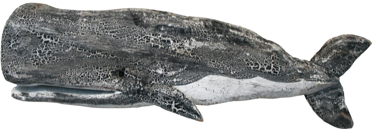 51 - Sperm Whale (756x262), Png Download