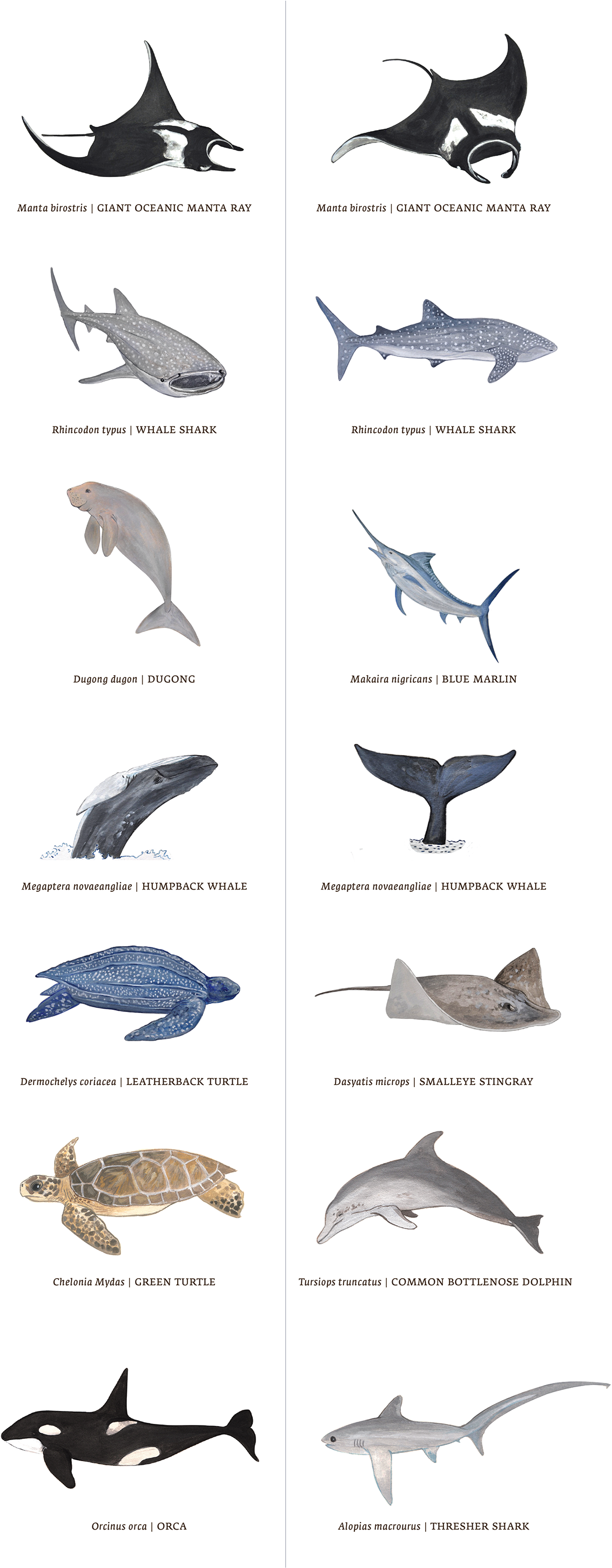 Thanks For Checking This Out - Great White Shark (1400x2945), Png Download