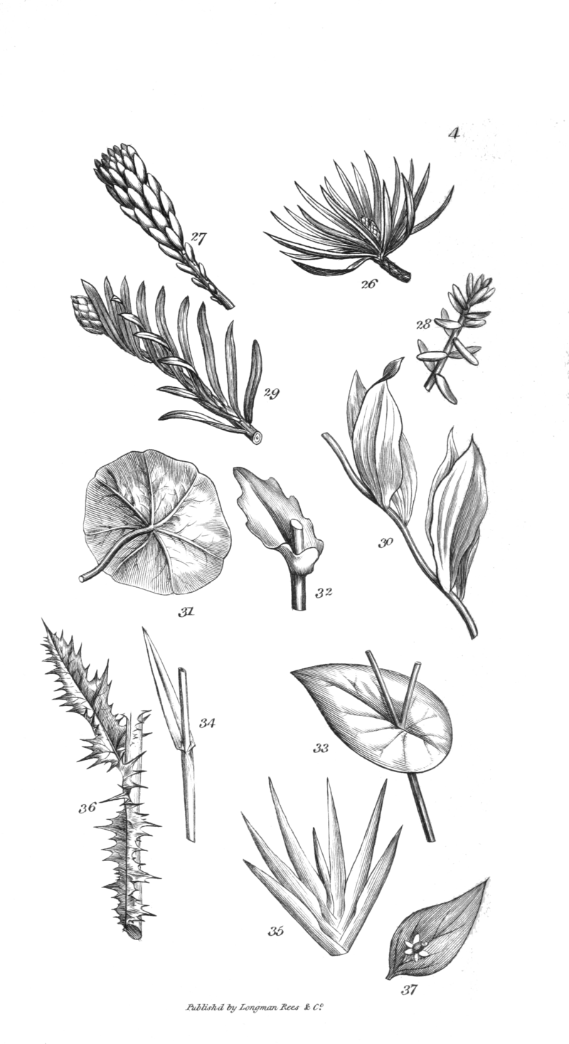 An Introduction To Physiological And Systematical Botany - Portable Network Graphics (800x1467), Png Download