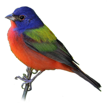 Bird Png - Bunting Bird Png (500x429), Png Download