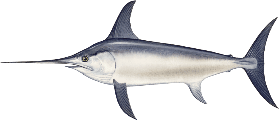 Swordfish - Xiphias Png (960x437), Png Download