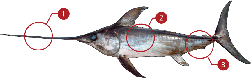 How To Identify An Swordfish - Swordfish (873x369), Png Download