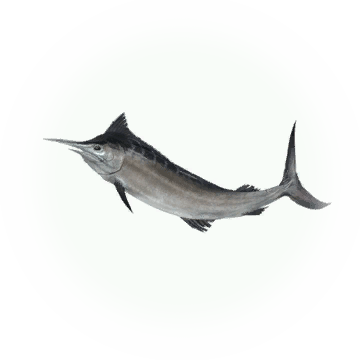 Swordfish - Icon - Swordfish (360x360), Png Download