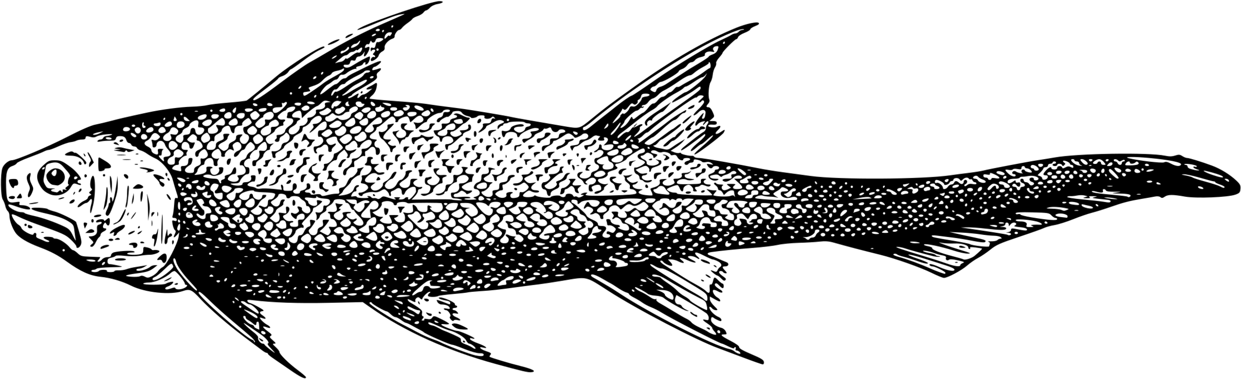 Swordfish Drawing Computer Icons Line Art - Clip Art (2469x750), Png Download