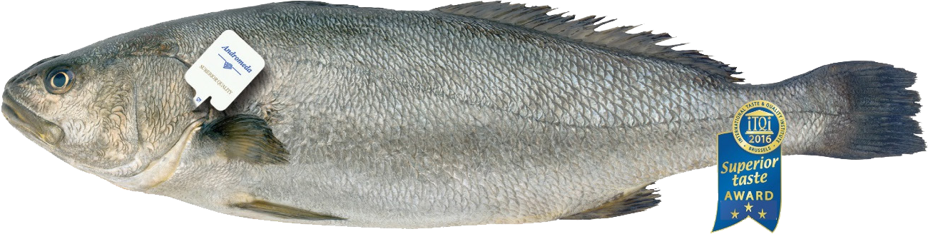 Petalas Island Meagre Info Sheet - Water (1329x380), Png Download