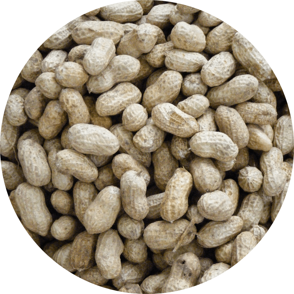 Seed Circle Peanuts - Seed (956x956), Png Download