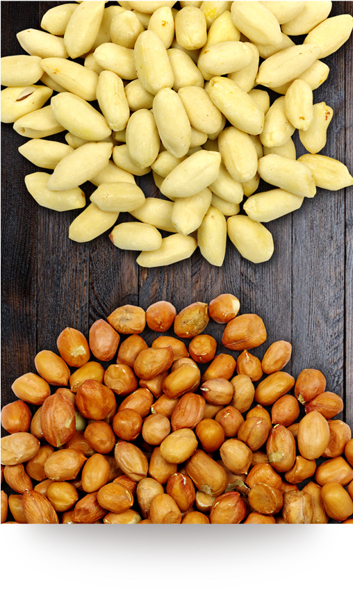 04blanched-peanuts - Almond (507x1014), Png Download