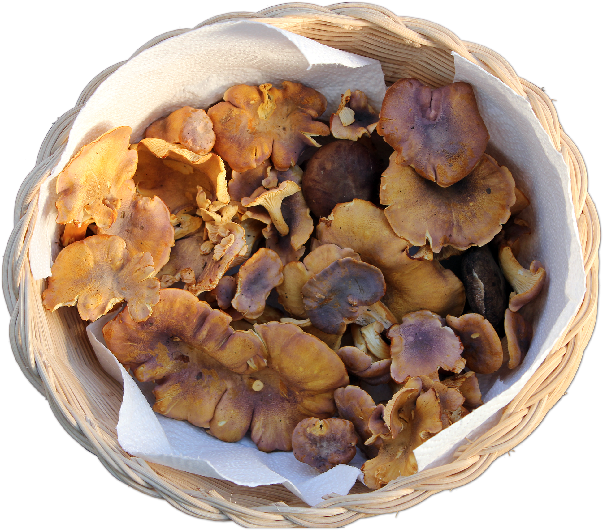 Cantharellus Amethystinus 1616 3 - Fungus (2592x1738), Png Download