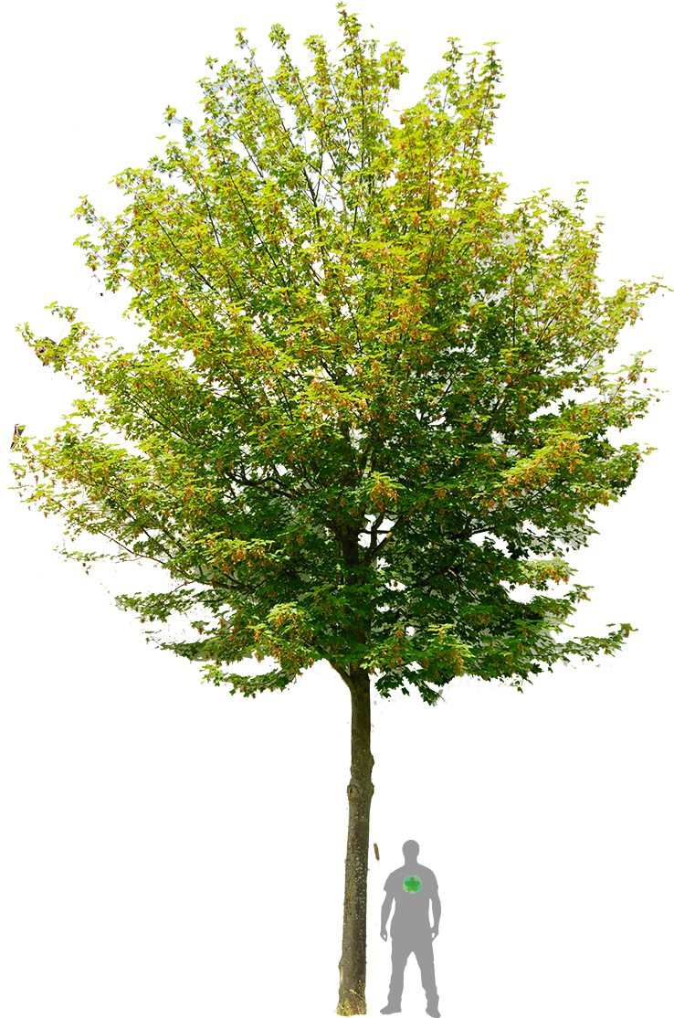 Spitz-ahorn 'emerald Queen' Architecture Layout, Drawing - Free Image Of Tree (765x1200), Png Download