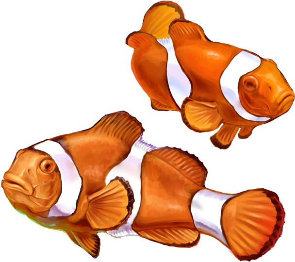 Clown Fish Png Graphic Transparent Library - Realistic Clown Fish Drawing (1024x640), Png Download