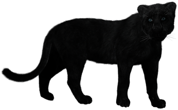 Panther Black Big Cat Mystical Predator Mu - Leopard Black Png (425x340), Png Download
