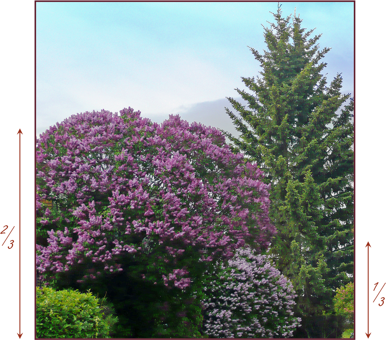 Proportion - Plant Material - Geranium Maderense (1357x1152), Png Download