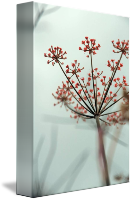 "red Starshaped Lace" By Tanjica Perovic - Cow Parsley (427x650), Png Download