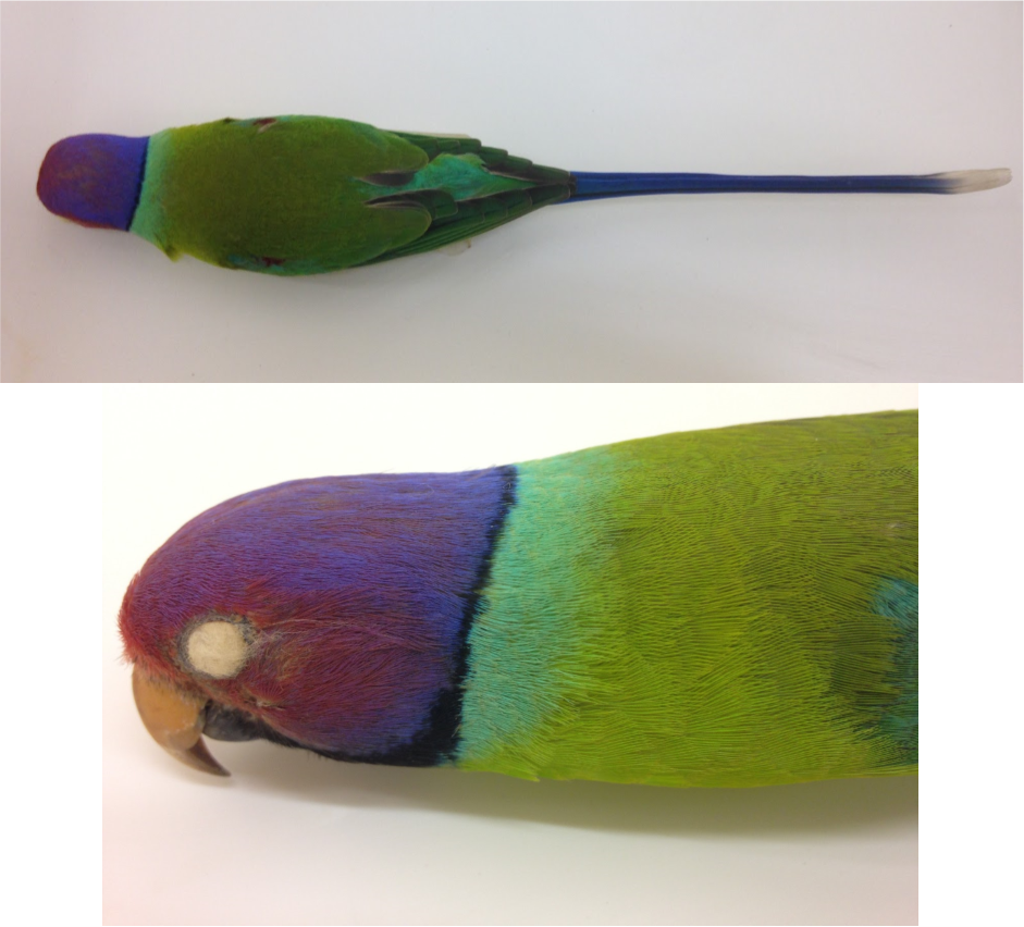 Parrot (941x852), Png Download