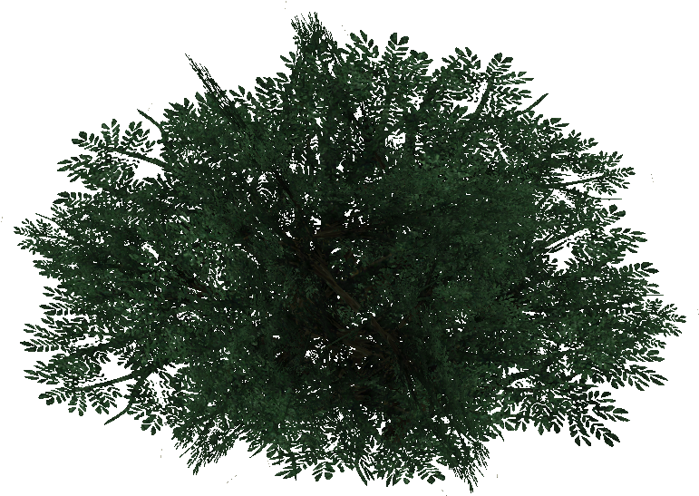 Bushpine Jimmmyzhoopz - Pine Bush (770x770), Png Download