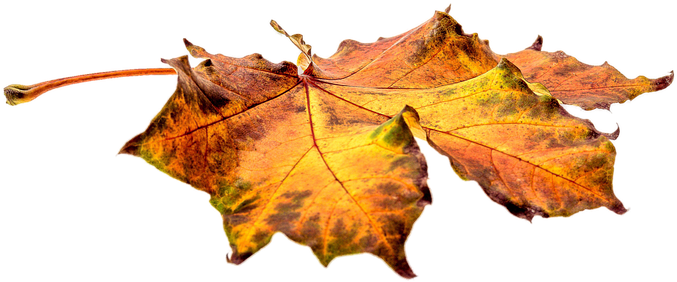 Autumn Leaves Transparent Png Images Free Download - Alma Garden Gartenlaubsack 120 Liter (960x640), Png Download
